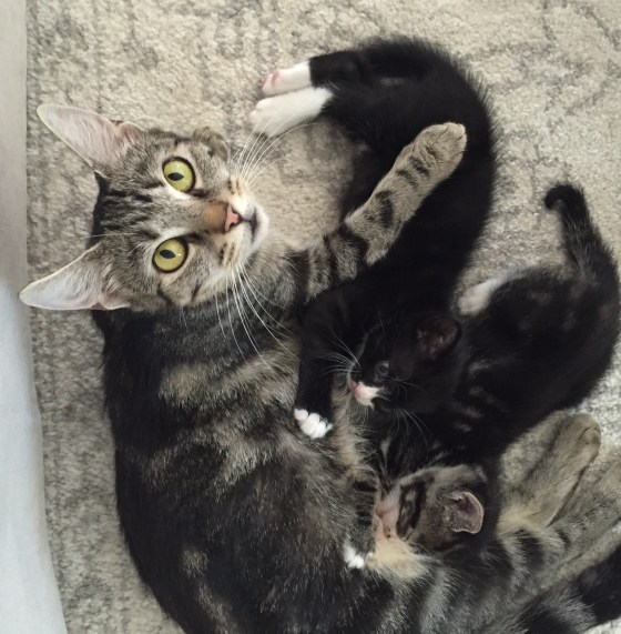 mommy-cat-sept-20162